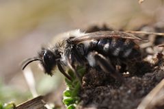 Andrena vaga